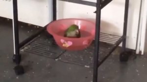 Смешные волнистые попугаи за март 2016 ¦ Видео приколы про волнистых попугаев