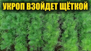 УКРОП ВСХОДИТ ЩЕТКОЙ и БЫСТРО, вот как посеять укроп чтобы получить быстрые всходы!