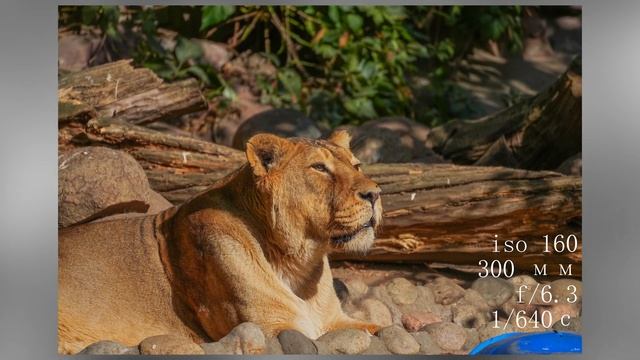 Лучший бюджетный теле-объектив?! | Tamron 70-300mm F/4.5-6.3 Di III RXD смотреть онлайн