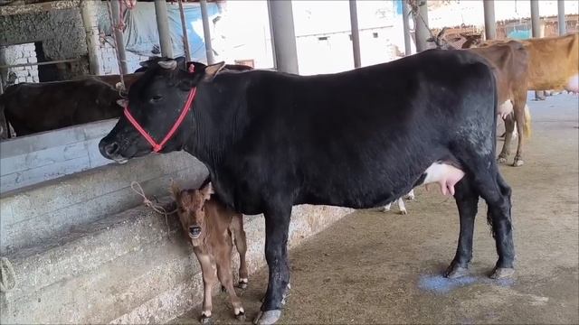 ГОВОИ ФУРУШИ 3 САР ГУСАЛДОР НОМЕР 911217221 НАВОРИ ТОЗА 8 ап смотреть онлайн