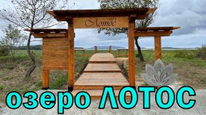 Озеро ЛОТОС. Хасанский район Приморского края, цветущие лотосы, красивое туристическое место. Хасан