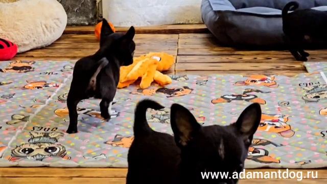 Щенки чихуахуа. Дата рождения 9 января 2025 года. #чиху? смотреть онлайн