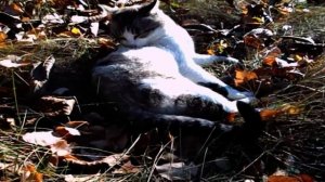 САМВЕЛ АДАМЯН ЕДЕТ В ДНЕПР.СВЕТА ИСПОRТИЛА БОРЩ. СОСЕД?