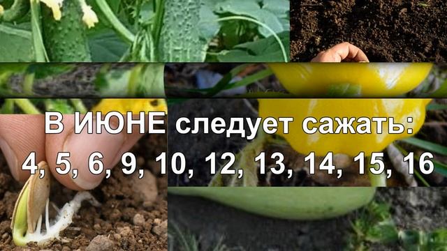 Лунный Календарь Огородника На ИЮНЬ 2025 🌷Посевной Календарь. Что и Когда сажать Благоприятные дни