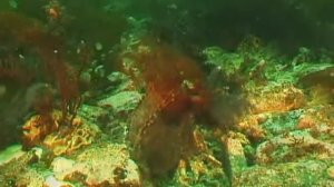 ПОДВОДНЫЙ МИР ОХОТСКОГО МОРЯ. Южные Курилы - UNDERWATER WORLD OF THE OKHOTSKY SEA. Southern Kuriles