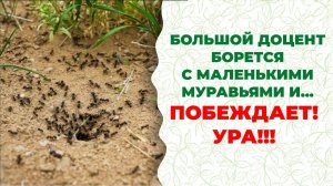 Муравьи исчезают за ночь. Проверяем результат эксперимента. Ни одно насекомое не погибло!