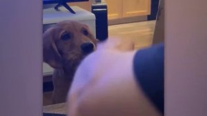 МОМЕНТЫ КОГДА ЖИВОТНЫЕ ВЕДУТ СЕБЯ КАК ЛЮДИ