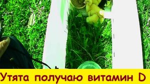 Утята получают витамин D