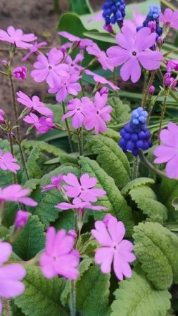 Примула Зибольда - Нежные цветы для тенистого сада.🌼