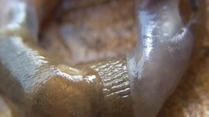 Slugs - Слизни