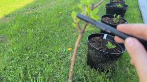 продолжаю формировать штамб гортензии