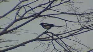 Eurasian magpie or common magpie - Европейская сорока или обыкновенная сорока
