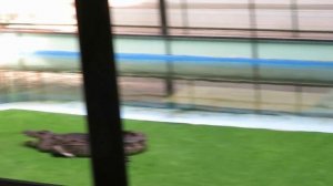 Шоу крокодилов