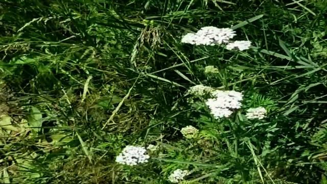 САВЕЛИЙ АД МАМА СКАЗАЛА ЧТО ЗИНА ВИНОВАТА. САМВЕЛ БУДЕ смотреть онлайн