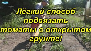 🌱 Проще некуда! Как подвязать низкорослые томаты 🍅 без лишних хлопот
