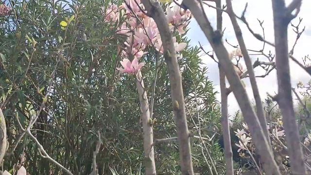 Парк Южные культуры. Сочи (Сириус) 2025 смотреть онлайн