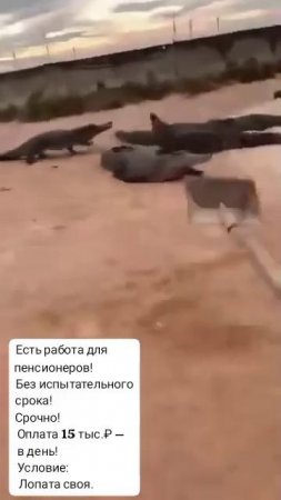 Работа для пенсионеров