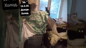 Дождь и непогода . Бездомные любят тепло. А тут как раз и камин рядом. Кайф!