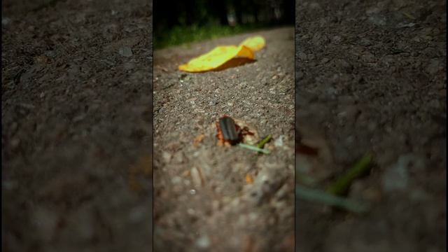 ЧИПСЫ & МУРАВЬИ \ Что выбирают муравьи? С каким вкусом? смотреть онлайн