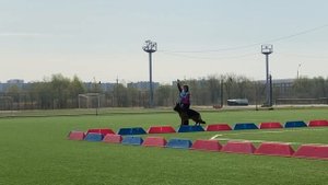 2 Отл. СС EVAN KAUFMAN De Zauber Hof +++ №15 / КЧК ХАБАРОВСК 11 мая`25 Е.Шайхудинов Моно немецких ов