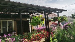 Ипомея батат супер ампельное растение для кашпо.Быстр