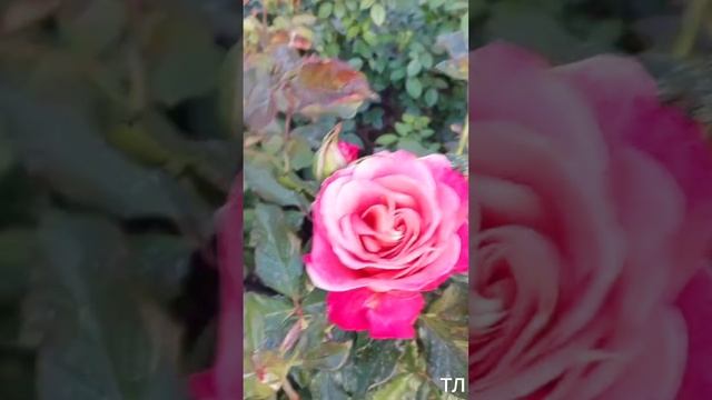 МИЛЛИОН РАЗНЫХ РОЗ! КРЫМ, отель Мрия смотреть онлайн