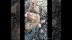 Пора выкапывать батат. Аномально жаркая осень, урожай