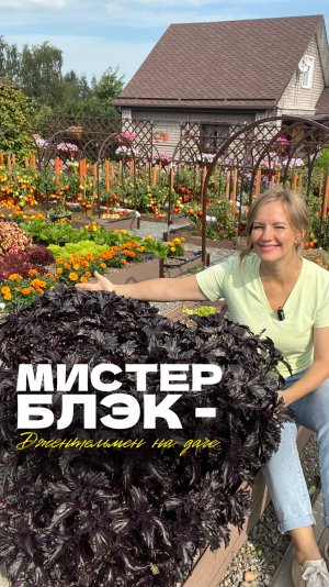 🌿 Новинка сезона — базилик Мистер Блэк!