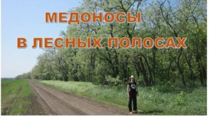 Медоносы лесных полос