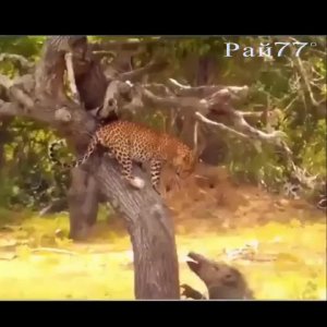 Кошачий хищник лишил детёныша поросячье семейство, столпившееся возле дерева