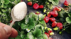 🍓 Всего 1 ЛОЖКА — и КЛУБНИКА ЗАВАЛИТ вас ЯГОДАМИ! Секрет гигантского урожая! 🌱✨