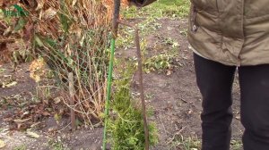 Укрываем на зиму ТУЮ и ФОРЗИЦИЮ - 7 дач