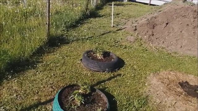 Влог/Выходные на даче 24 - 25 мая/продолжаем облагораживать участок и беседку/Ну и жара!!!/ смотреть онлайн