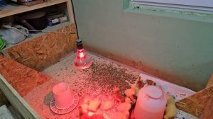 Кормление и содержание гусят-квадрациклистов с первых дней#Линда #гуси #серыйгусь #разведение гусей
