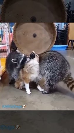 Любимый питомец енотов🦝❤️ ( видео про собак и енотов )