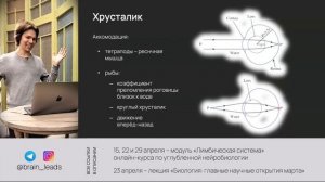 Глаз человека: анатомия и физиология зрения