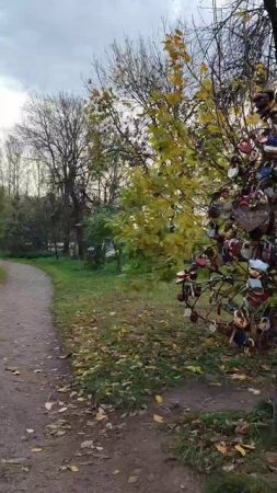 Деревья счастья в Ярославле