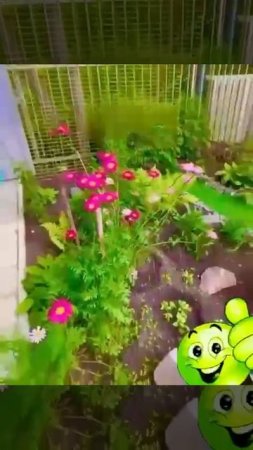 Красота на клумбе. Персидские ромашки