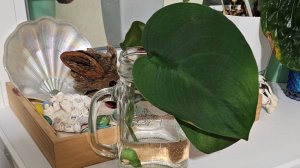 Жаде Сатин, Глюар де Лоррен, Холодное сердце и другие. Посылка от канала Цветочная симфония