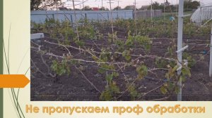 Обработка винограда от болезней по 3-5 листу. Первая профилактическая обработка