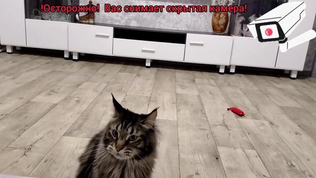 ❗ОСТОРОЖНО❗Вас снимает Скрытая камера!🎥)))❤️ Смешн? смотреть онлайн