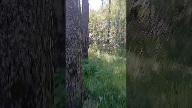 Отдых в лесу