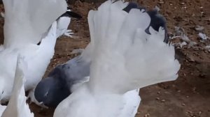 продажа голубей от  500 рублей телефон  89202142340