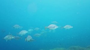 Очаровательные существа океана