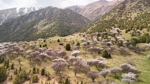 Деревья Урюка. Чункурчак. Кыргызстан 🇰🇬 Гид Юрий Антропкин
