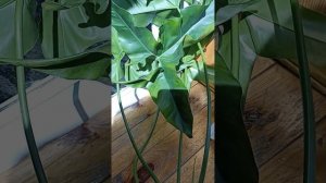 Продажа. Фил " Африканская Фантазия