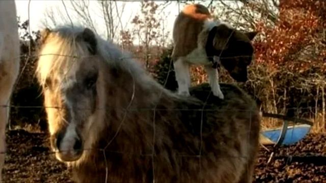 Женщина установила камеру на ферме, то что она увидела смотреть онлайн