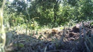 Готовлю грядку для посадки ТЫКВЫ