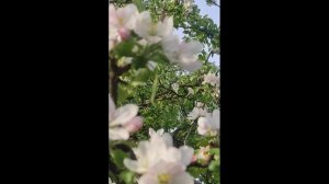ЯБЛОНЕВЫЙ САД Стихи Лидии Любомирской (online-video-cutter.com)