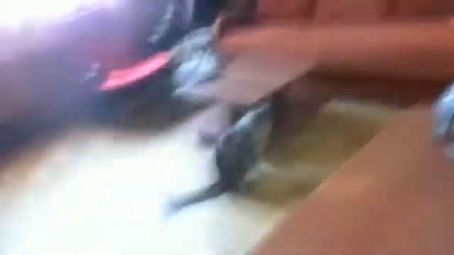 Видео с веб-камеры пользователя Seiena Gomez от 27 Май 2012 г., 2 смотреть онлайн